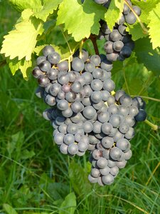 Vineyard winegrowing plant