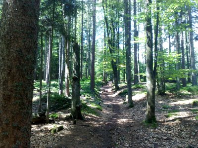 Vylet na Ostry, Sumava - 9 cervenec 2011 51