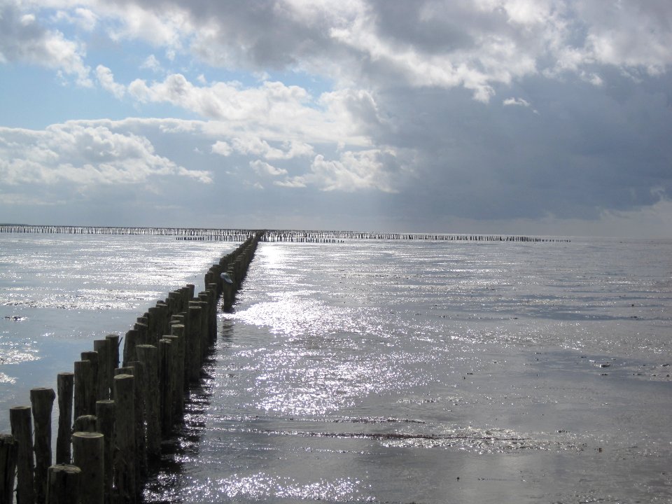 Wadden Sea (land reclamation) near Pieterburen, the Netherlands