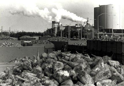 Wachtende vrachtwagens, tijdens de bietencampagne. Aangekocht in 1976 van fotograaf C. de Boer. Identificatienummer 54-009629, NL-HlmNHA 54009629