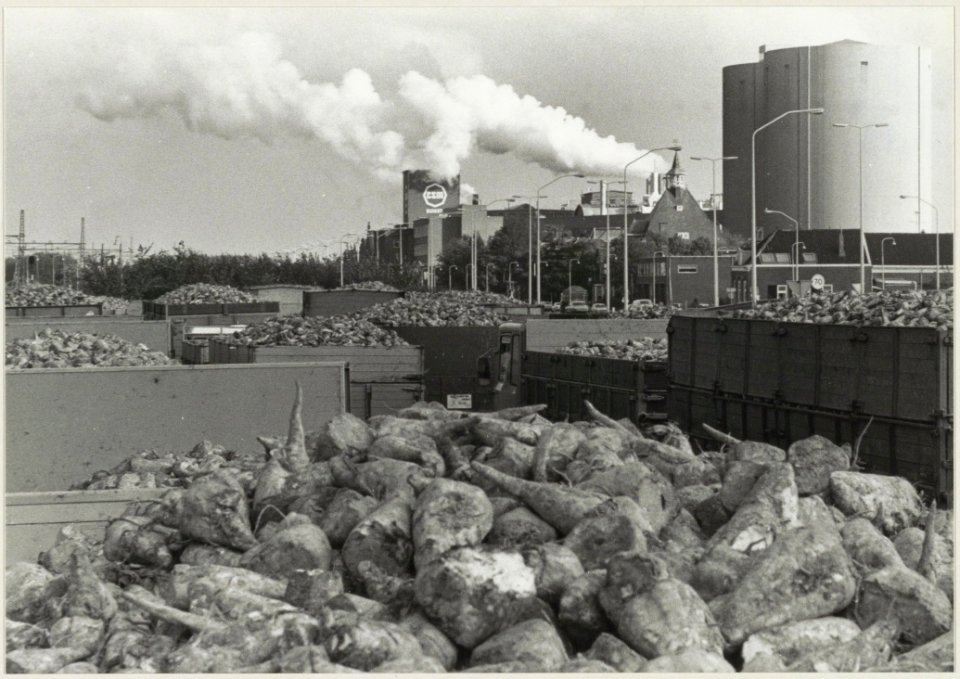 Wachtende vrachtwagens vol suikerbieten tijdens de bietencampagne tegen de achtergond van de Suikerfabriek van CSM, NL-HlmNHA 54009629