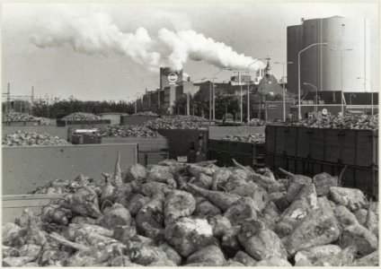 Wachtende vrachtwagens vol suikerbieten tijdens de bietencampagne tegen de achtergond van de Suikerfabriek van CSM, NL-HlmNHA 54009629