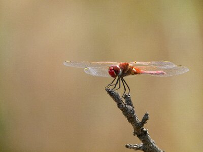 Dragonfly branch sympetrum meridionale photo