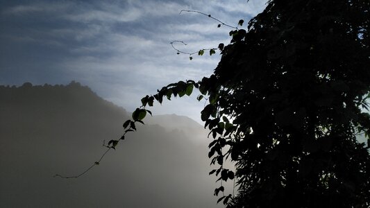 Green vine silhouette fog mountain