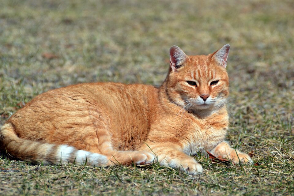 Tabby animal portrait