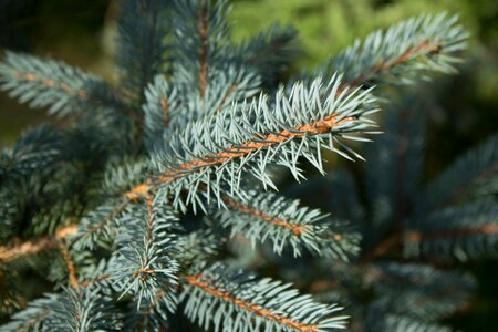 Fir tree pine tree coniferous