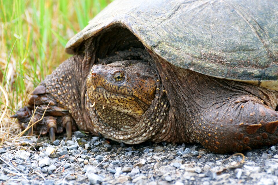 Snapping turtle animal
