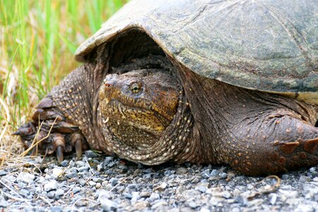Snapping turtle animal photo