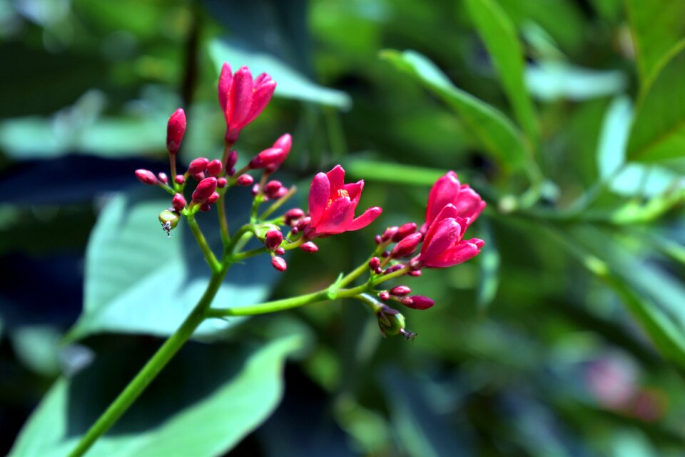 Green nature red