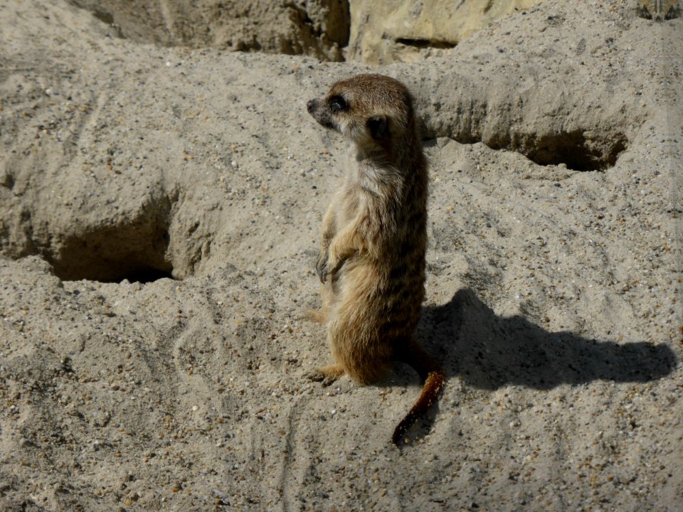 Suricata-suricatta-2