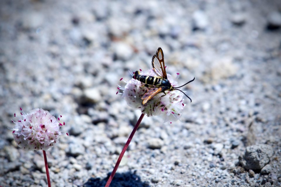 Synanthedon chrysidipennis 141381075
