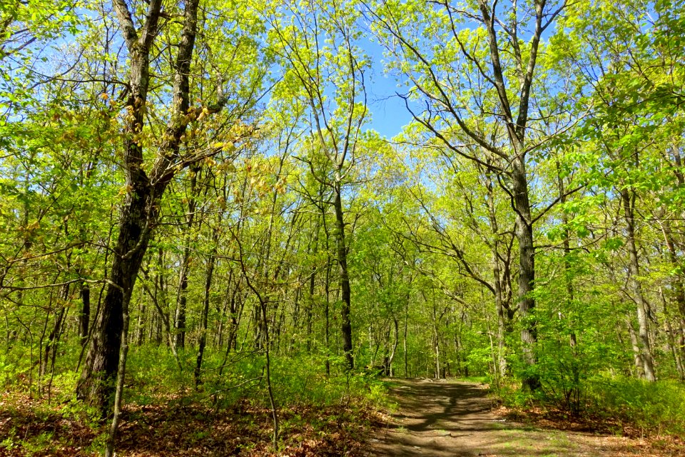 Sutherland Woods - Lexington, MA - DSC02042