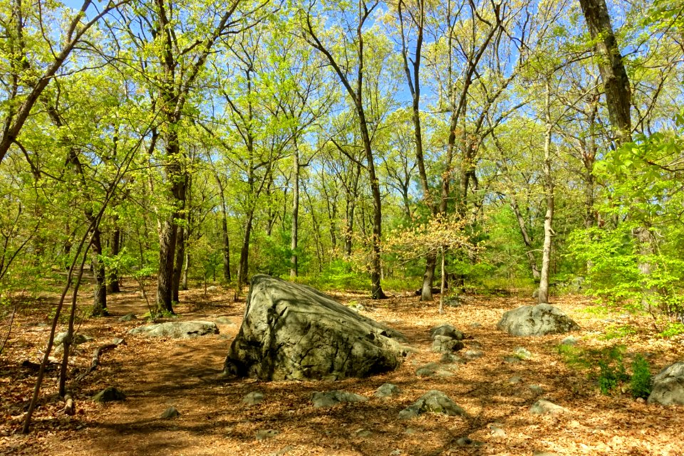 Sutherland Woods - Lexington, MA - DSC02056