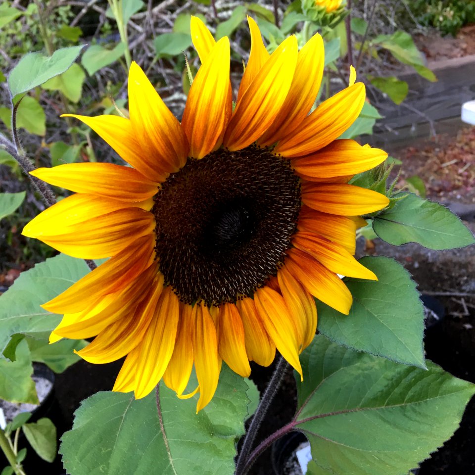 Sunflowers public domain helianthus annuus IMG 1963