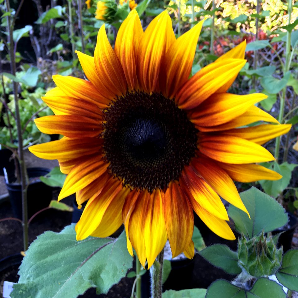 Sunflowers public domain helianthus annuus IMG 0777