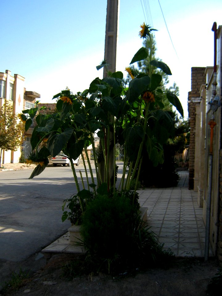 Sunflower in sidewalk front a house - alley in 17 shahrivar st - Nishapur 02
