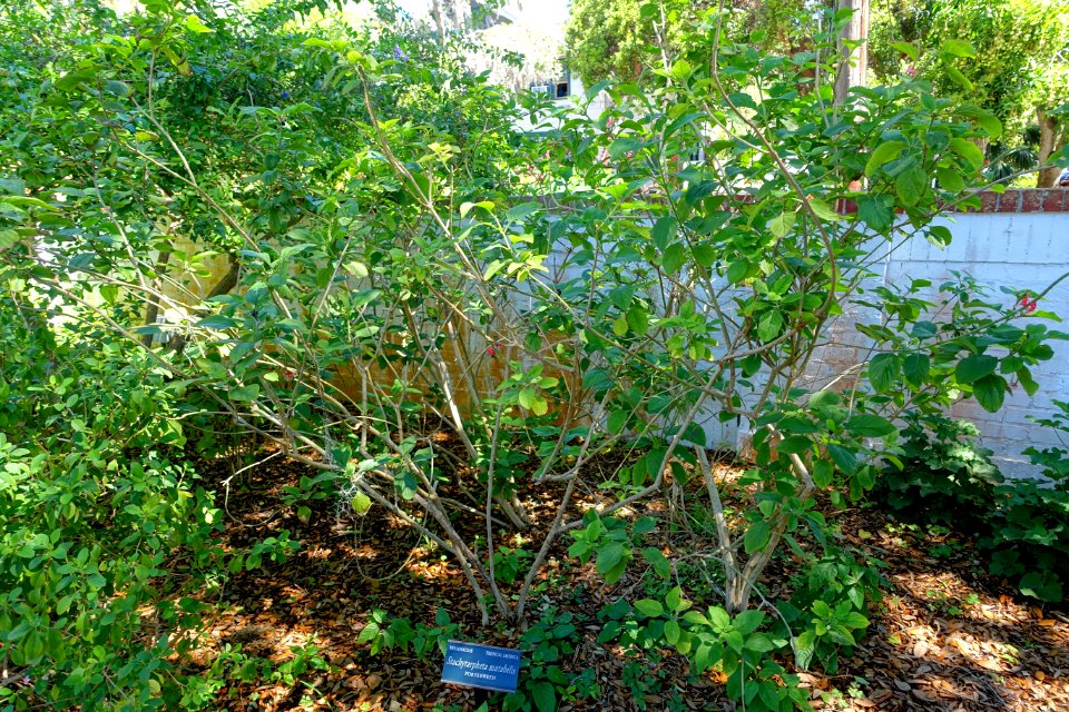 Stachytarpheta mutabilis - Marie Selby Botanical Gardens - Sarasota, Florida - DSC01634