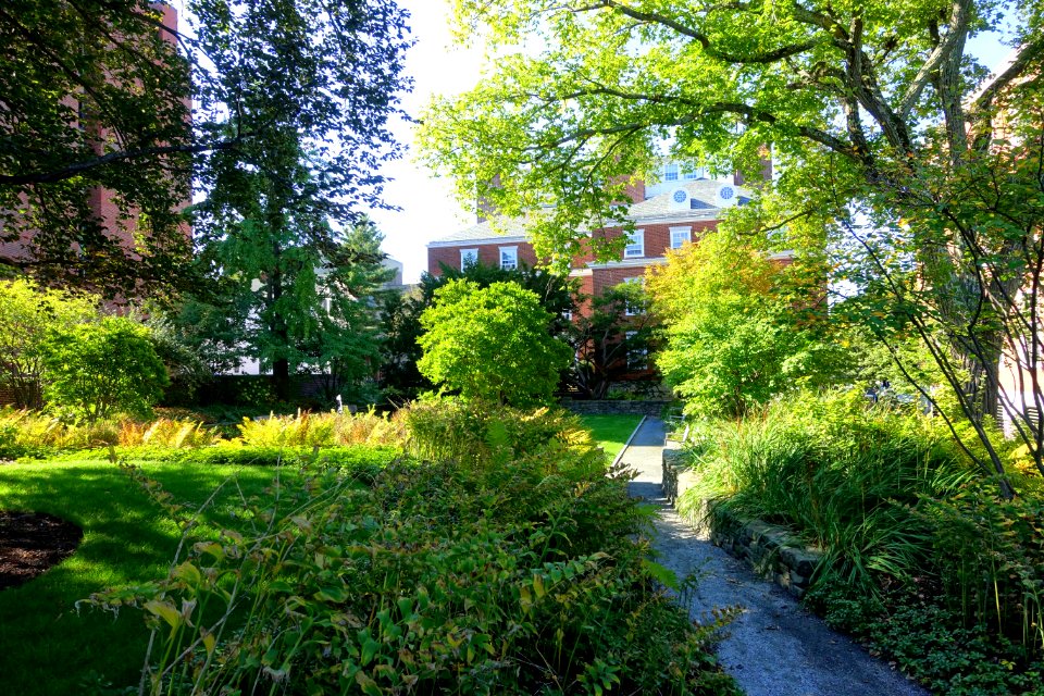 Sunken Garden - Radcliffe Yard - Cambridge, MA - DSC06457