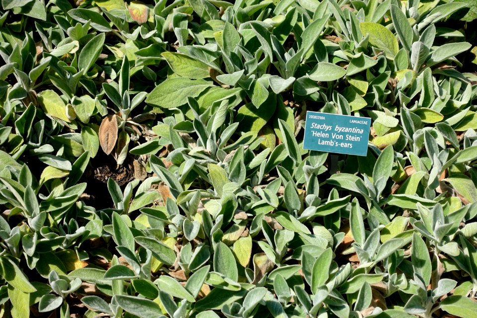 Stachys byzantina 'Helen Von Stein' - Coastal Maine Botanical Gardens - DSC03178
