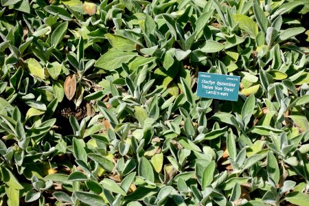 Stachys byzantina 'Helen Von Stein' - Coastal Maine Botanical Gardens - DSC03178