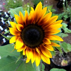 Sunflowers public domain helianthus annuus IMG 0496