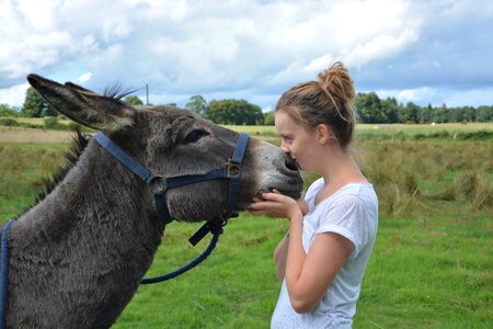 Donkey tenderness affection photo