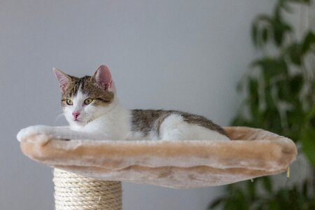 Animal cat cat tree