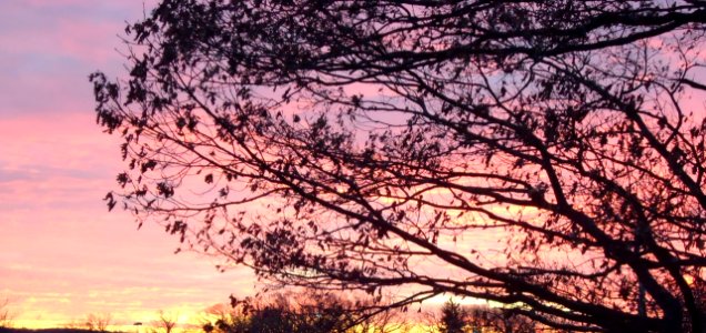 Sunset with bare trees and sky multiple colors in December in New Jersey photo