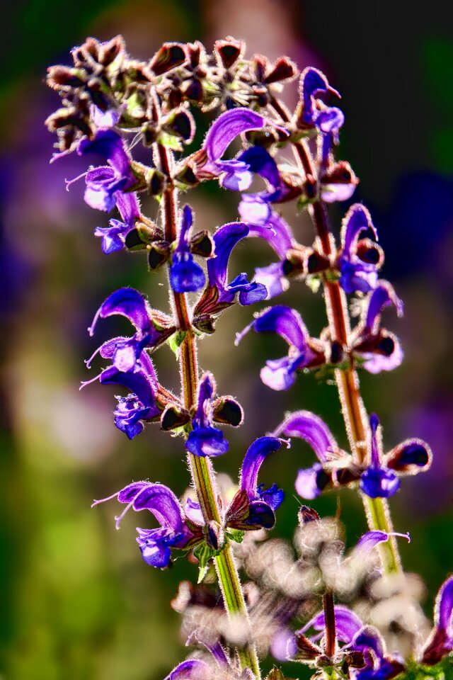 Backlighting plant garden