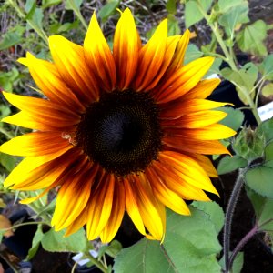 Sunflowers public domain helianthus annuus IMG 0525