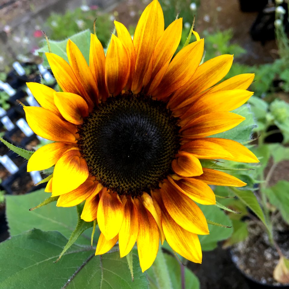 Sunflowers public domain helianthus annuus IMG 0497