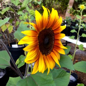 Sunflowers public domain helianthus annuus IMG 1172