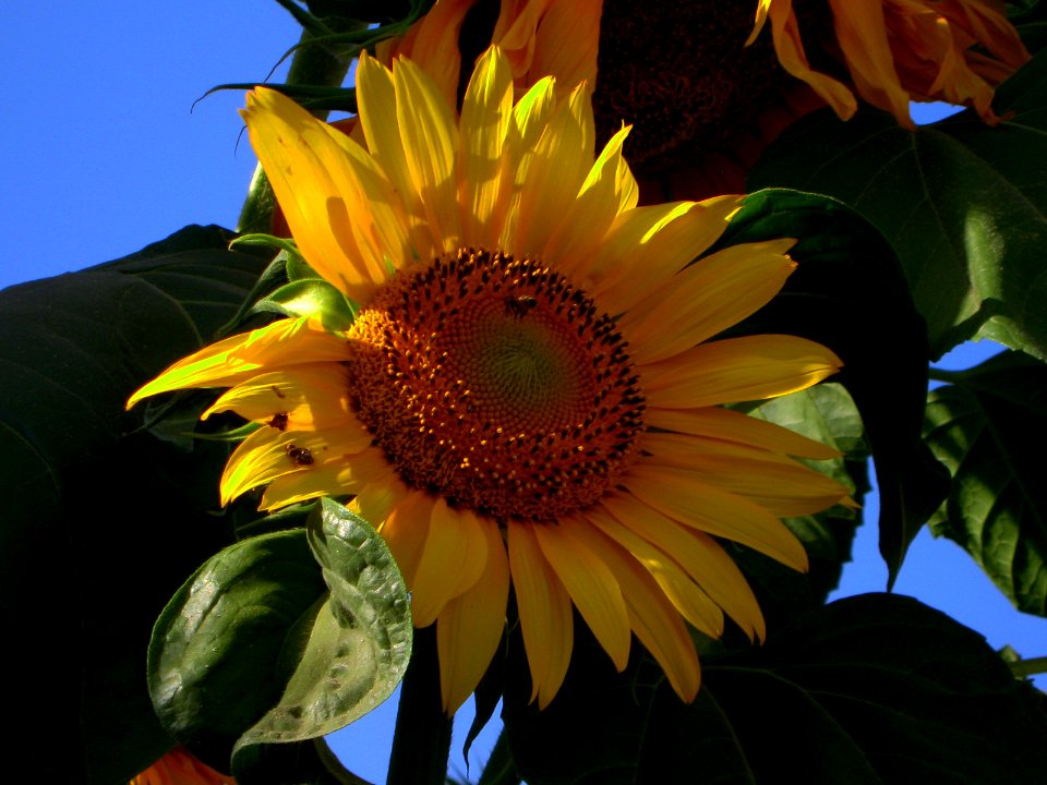 Sunflower in sidewalk front a house - alley in 17 shahrivar st - Nishapur 12