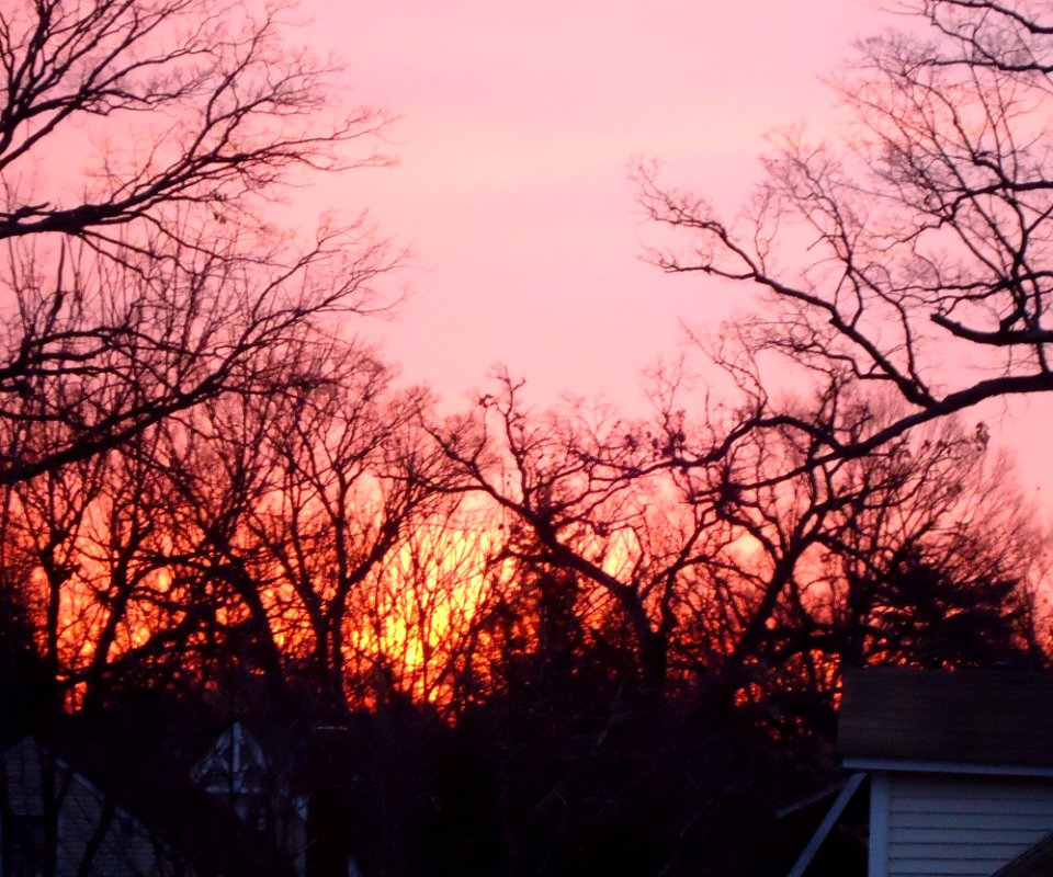 Sunrise morning sky with bare branches in New Jersey