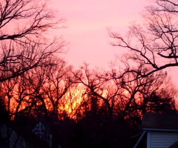Sunrise morning sky with bare branches in New Jersey