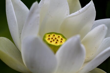 Water lilly focus petal