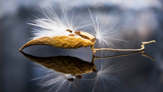 Light milkweed flowers