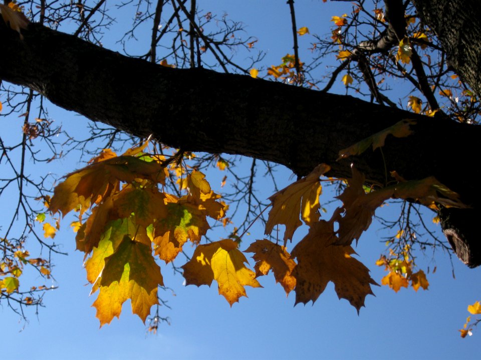 Sun Through Maple Leaves, South Side, 2019-11-02, 01