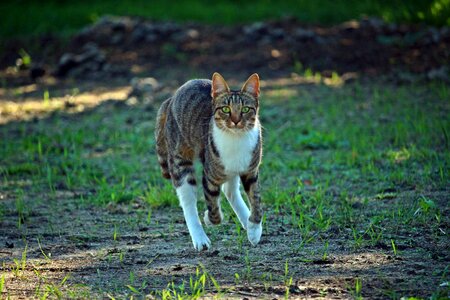 Tiger cat kitten domestic cat photo