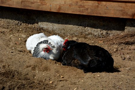 Sundheimer Henne und Sachsenhuhn Henne beim Sandbaden (2)