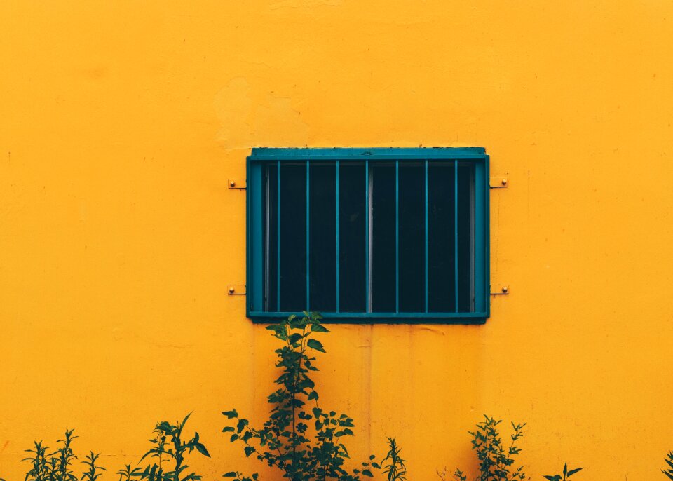 Plants orange wall orange plant