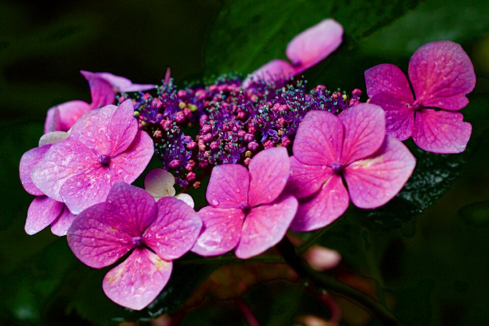 Pink petal flower
