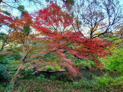 Start of winter at Institute for Nature Study 11