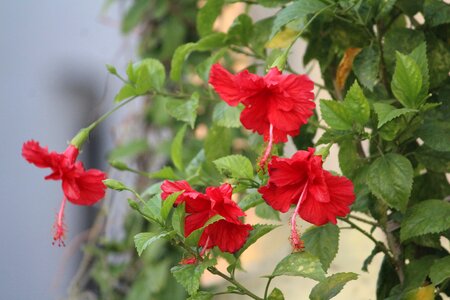 Red plant bunch photo