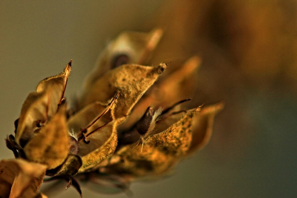Fall macro nature