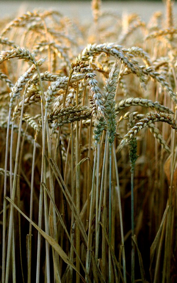 Cereals seeds growth