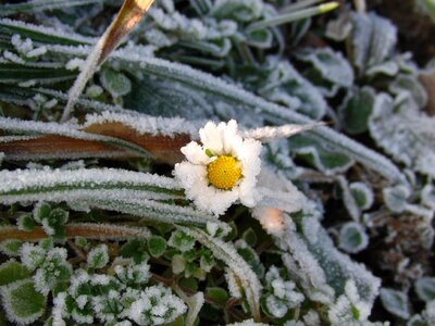 Winter flower frost photo