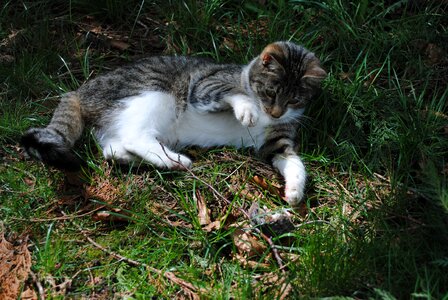 Attack wildlife mice