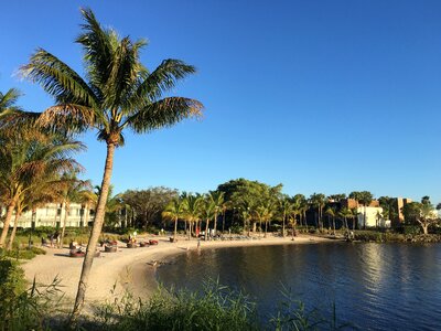 River palm tree coast photo