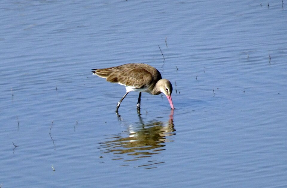 Long-billed shorebird bird